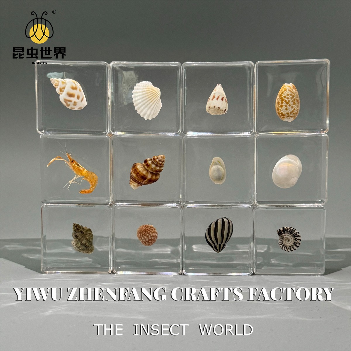 Zhenfang Crafts Factory Manufacturers and Sells Real Insect Specimens, Wholesale Teaching Models, Handmade Blind Boxes