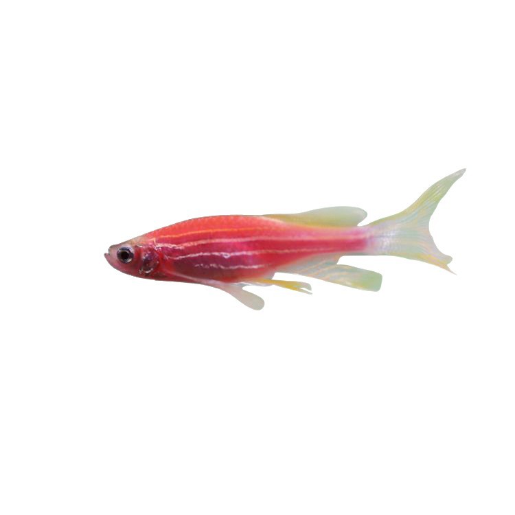 Experimental red zebra blue zebrafish living low temperature fishing ground tropical ornamental fish small lamp fish good breeding wholesale living things