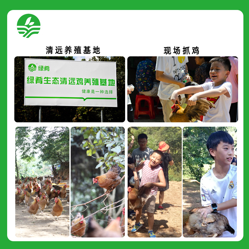 138 Qingyuan Chicken Authentic Guangdong Qingyuan Chicken Source Direct Supply Qingyuan Origin Qingyuan Chicken Qingyuan Native Chicken Hen