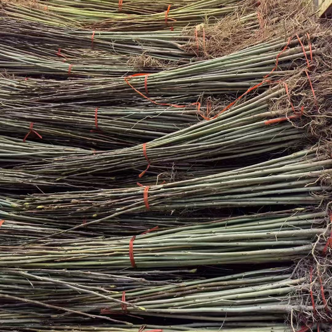 Afforestation Seedlings, Soapberry, Jiangxi Soapberry, Jiujiang Soapberry Seedlings, High-Quality Soapberry