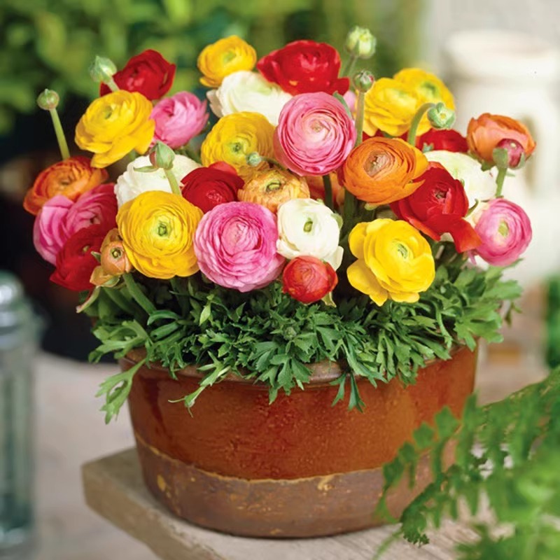 Цветы ранункулюса, семена корней океанической пиона, двойные лепестки, цветы с листьями сельдерея, горшечные цветы, цветущие персидские лютики