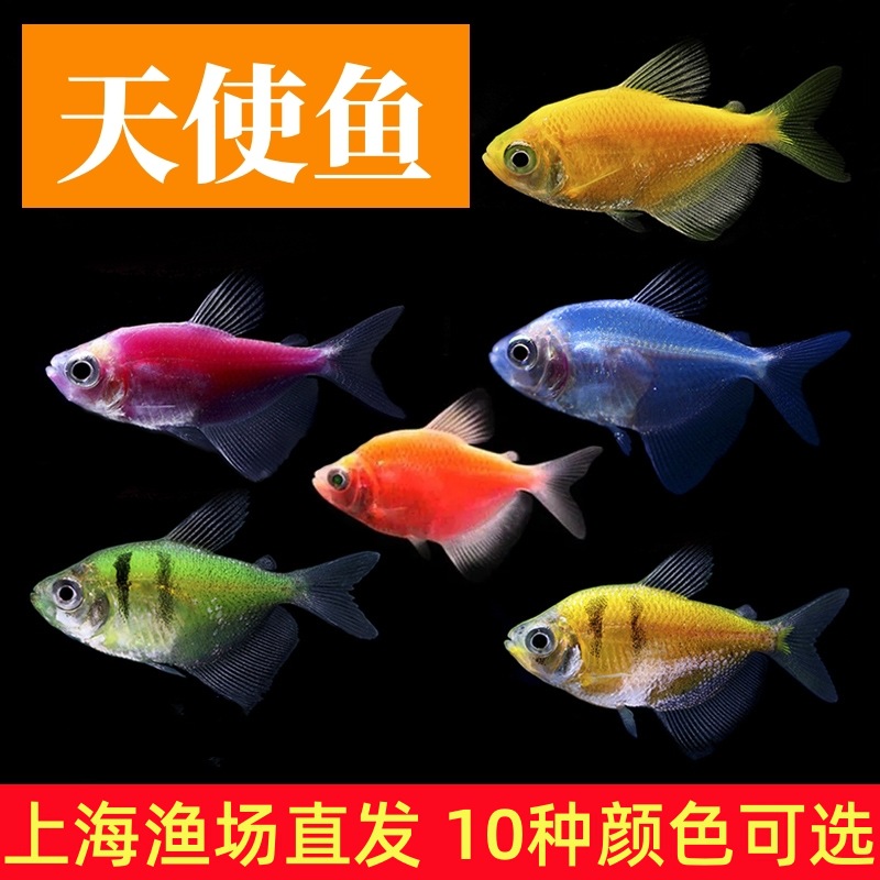 Зеленое яблоко лимон ангел рыба оптовая живая тропическая декоративная рыба красная синяя фиолетовая желтая зеленая изумрудная тигровая цветная рыболовная ферма