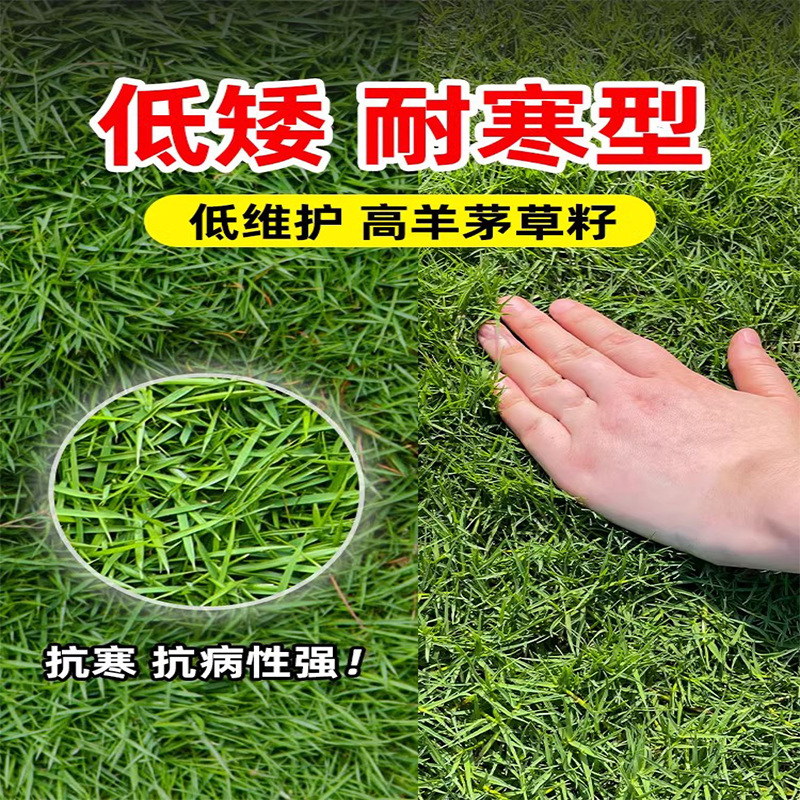 Tall Fescue Grass Seeds, Cold-Resistant Lawn Seeds, Four-Season Green Slope Protection, Greening, Ryegrass, Bluegrass, Trampling-Resistant Garden Grass