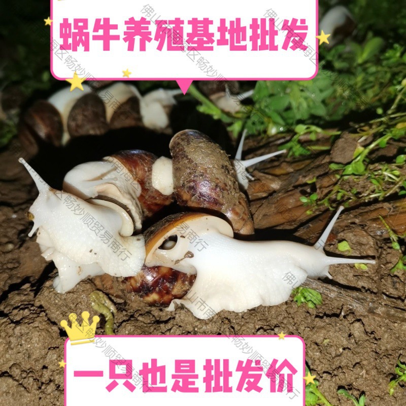 Snail Wholesale Student Ornamental Experiment Big Stall White Jade Breeding Pet Live