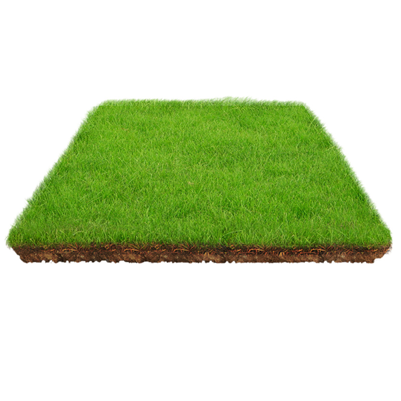 Slope Protection Lawn Grass Seeds, Evergreen All Year Round, Dog Tooth Root, Manila Carpet Grass, Courtyard Greening, Rye Grass Turf Seeds