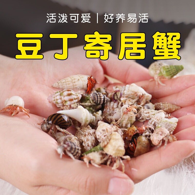 Набор для разведения крабов-отшельников, подарок для детей