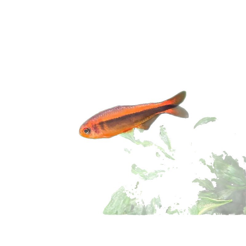 Shanghai Wholesale Fire Ant Lamp Red Fire Ant Devil Yellow Fire Ant Lamp Fish Live Tropical Ornamental Fish Small Fish Lamp Grass