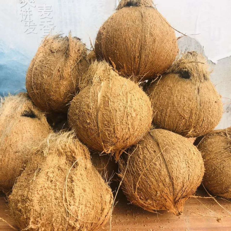 Hainan Seasonal Old Coconut Large Fruit Fresh Tropical Pregnant Women Fruit Stewed Chicken Soup Special Hairy Coconut Non-Thai Coconut Green