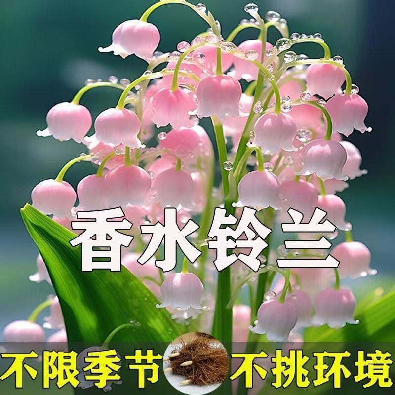 Ландыш с сильным ароматом отпугивает комаров и цветет круглый год. Цветок ветрового колокольчика многолетний и морозостойкий, легко ухаживать для новичков и очищает воздух