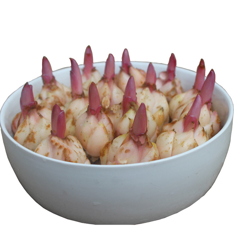 Wholesale Perfume Lily Bulbs with Buds, Easy-To-Live Seeds for All Seasons, Green Plant Bulbs, Flower Lily Potted Plants