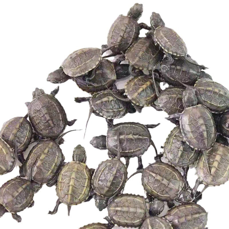 Chinese Tortoise Seedlings Live Pet Turtles Live Objects Gold Thread Tortoise Seedlings Ornamental Small Turtles Stall Wholesale