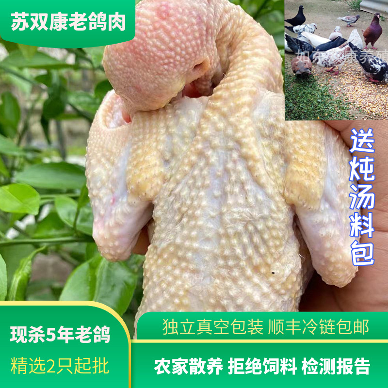 A generation of wholesale now killed old pigeons soup with cereals frozen pigeons free-range now killed meat pigeons chilled