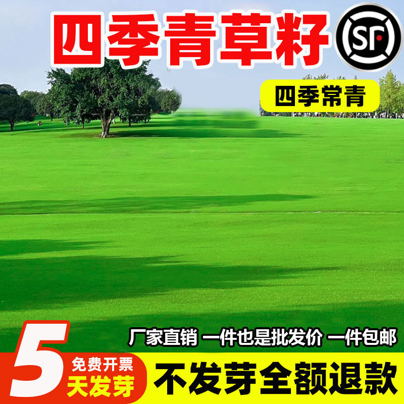 Семена газона зелёные круглый год, семена травы без обрезки, защита склона, смешанное посевное фиксирование почвы, четырёхсезонные вечнозелёные и холодостойкие семена травы