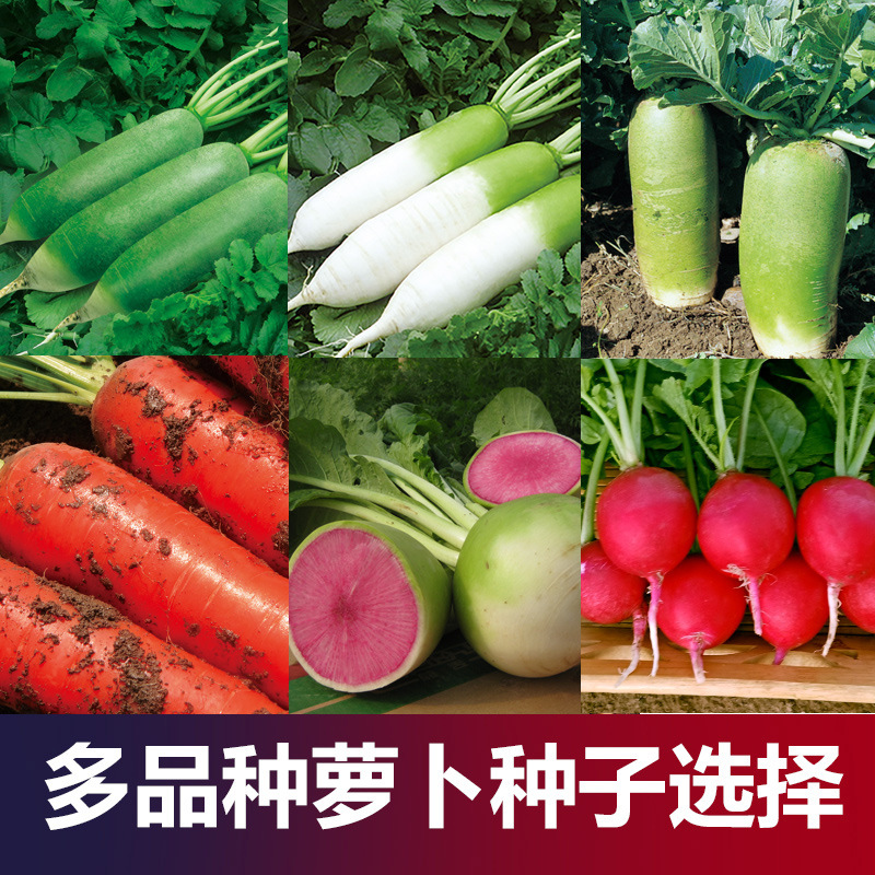 Source Manufacturer Wholesale Radish Seeds Collection Autum White Radish Red Carrot Shawo Fruit Green Radish Seeds