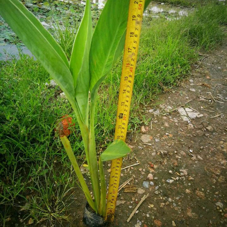 Canna Ground Seedlings, Ground Planting Canna Seedlings, Mosaic and Leaf Canna Seedlings Price, Canna Yellow Pink Flower Canna