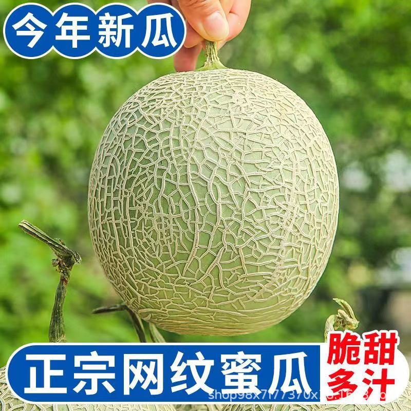 Net Melon, Juicy, Seasonal, Sweet Melon Ice Cream, Fresh Cantaloupe, Exclusive to the Farm, Free Shipping