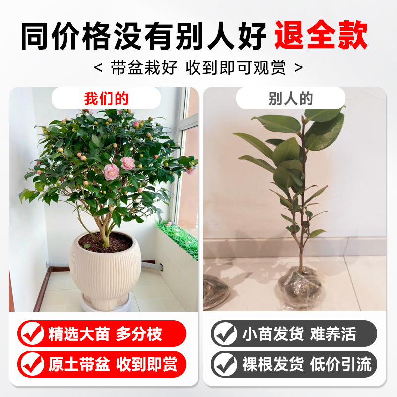 Camellia Potted Saplings with Buds, Five-Color Red Flowers, Bloom All Seasons, Indoor Plants, Easy to Care for on the Balcony