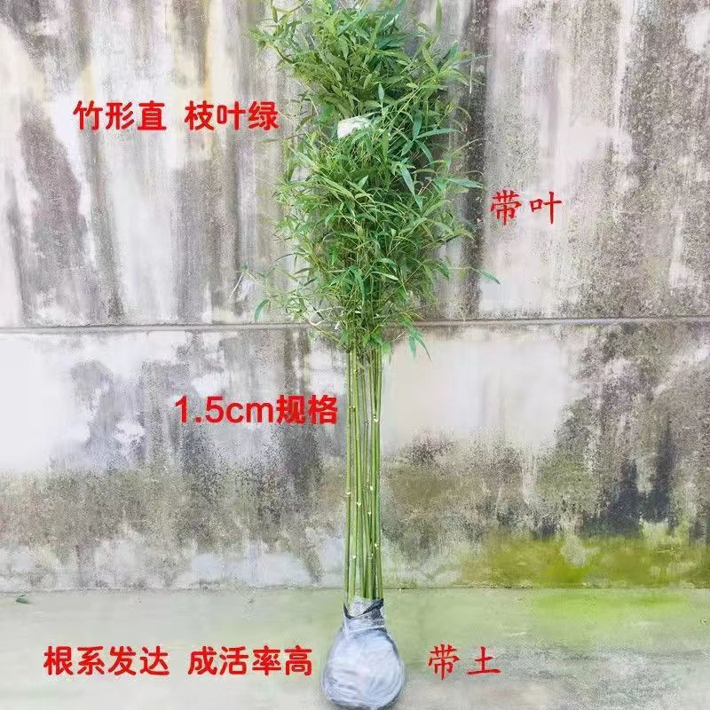 Dropshipping Bamboo Seedlings, Purple Bamboo, Green Bamboo Garden Small Bamboo Seedlings, Northern Cold-Resistant Saplings, Evergreen Plants in All Seasons
