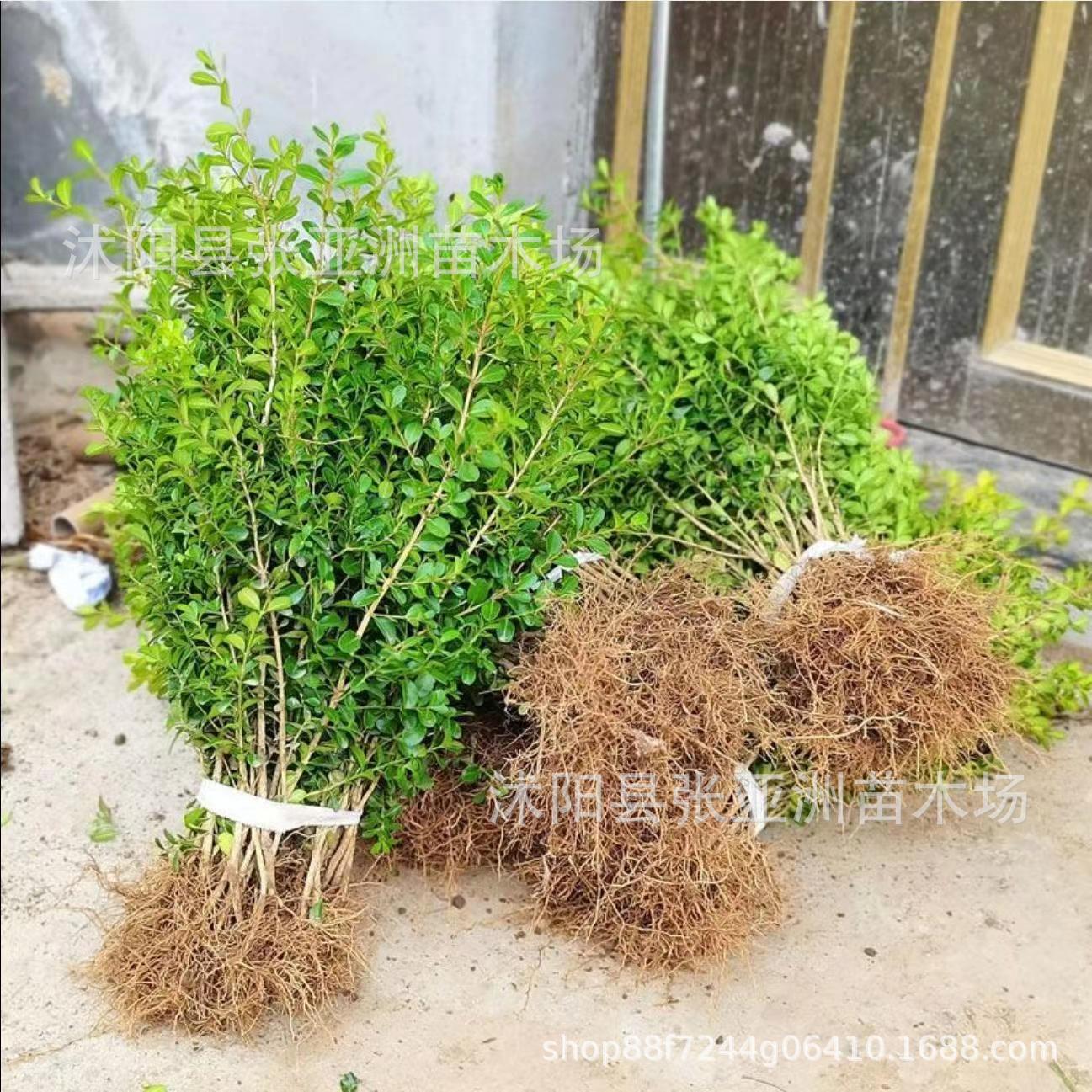 Оптовая продажа саженцев мелколистного самшита, подходит для ландшафтного дизайна и озеленения