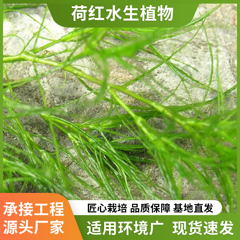 Поставка подводных растений, аквариумных растений, мелкой ряски, очистка воды, озеленение водоемов, продажи ряски