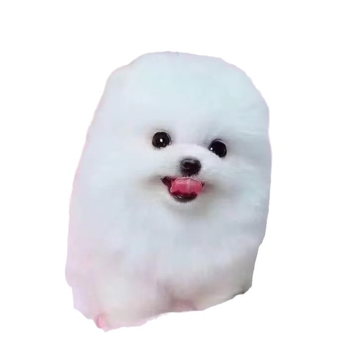 Spot Purebred Pomeranian Pet Puppies Grow up to Small Size Pomeranian Yellow and White Puppies Teacup Dog Pet Dogs