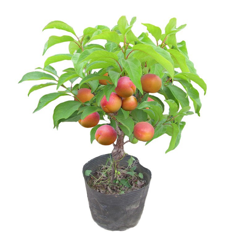 One-Piece Drop-Shipping Golden Peach Saplings for Planting in Courtyards in the North and South, Extra-Large Fruit Pots for Planting and Grafting Sweet Peach Seedlings