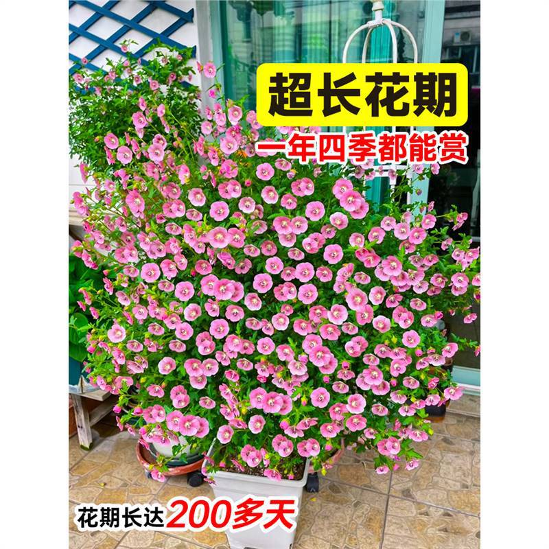 Small Hibiscus Seedlings Potted Lollipop Florals Blue Snowflakes Bloom All Year Round Margaret Balcony Is Good for Feeding Saplings