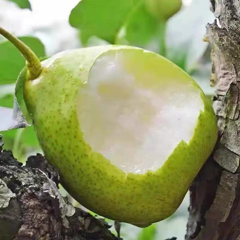 Anhui Dangshan Green Pear, Direct Delivery from the Place of Origin, Free Shipping for Green Pear, Seasonal Fruit, Green Pear, One Piece Drop Shipping