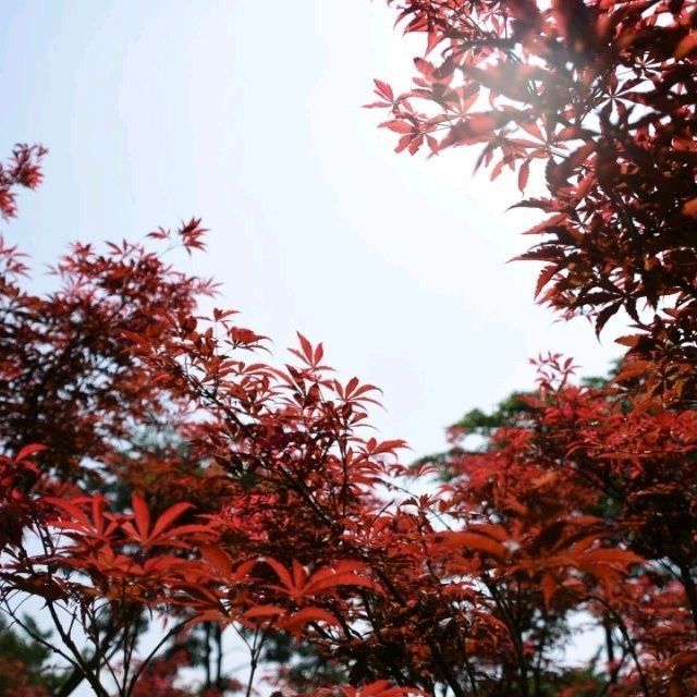 Buy 1 Get 2 Free Red Maple Saplings Red Maple Saplings All Year Round Red Japanese Red Maple American Red Maple Chinese Red Leaf Maple Saplings