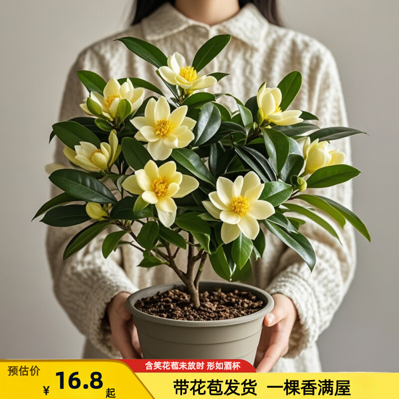 Оптовая продажа саженцев с цветами и бутонами, для холодостойких садов