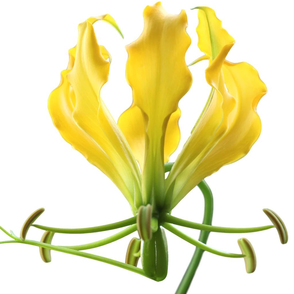 Galanthus Seeds Red Yellow Seeds Flower Seeds Florals Galanthus Flame All Year Round Flower Florals Wholesale