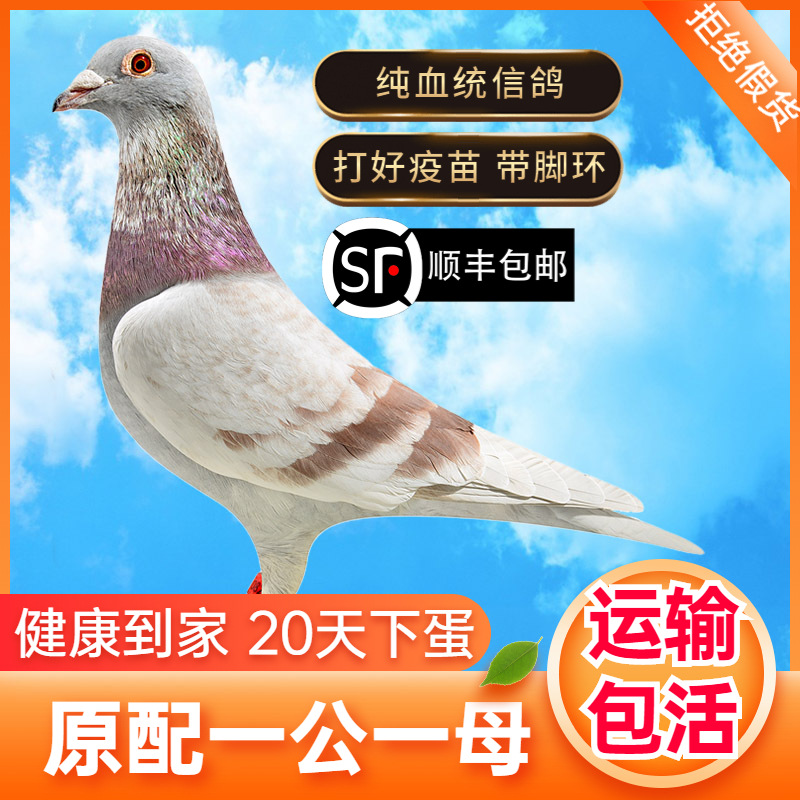 Pair of Live Ornamental Pigeons, Racing Pigeons, Young Pigeons, Live Original Breeding Pigeons, Bloodline