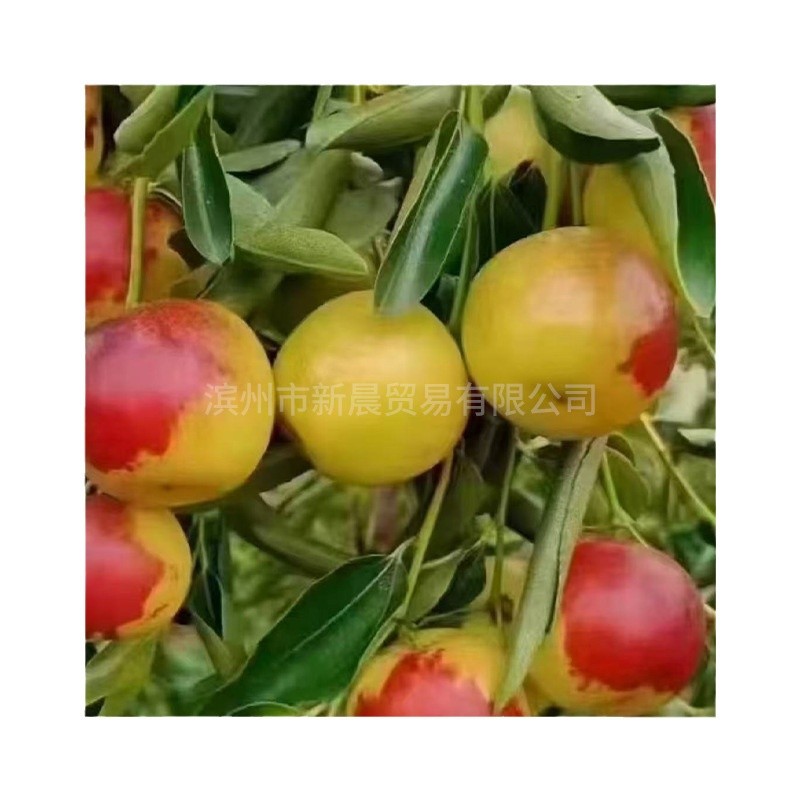 Shandong Zhanhua Second Generation Winter Dates Fresh Seasonal Crispy Dates for Pregnant Women Fruit Whole Box 2.5kg Free Shipping Crispy Sweet Juicy