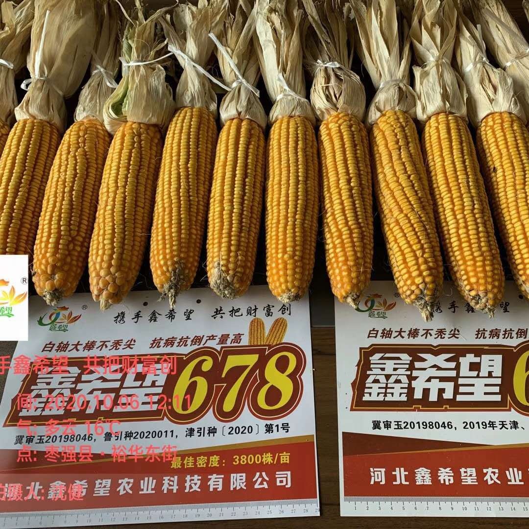 Оптовые семена кукурузы Синь Хоуп 678 производитель прямые поставки семена кукурузы оптовые семена кукурузы
