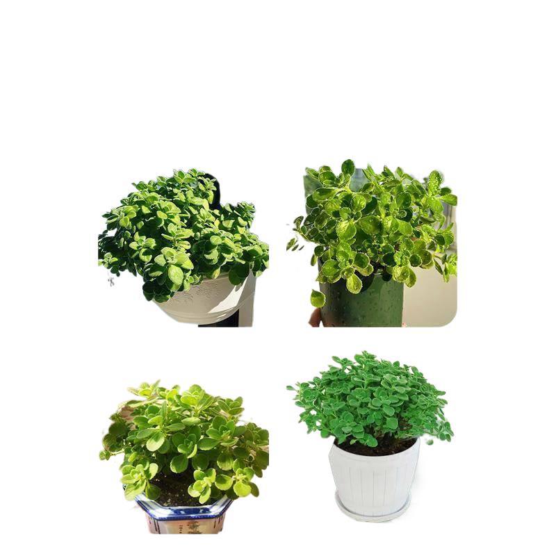 Bonsai Fragrant Edible Pot with Green Plants for Mosquito Repellent and Refreshing Mint Seedlings, Succulent Plants, Flowers, and Air Fragrance