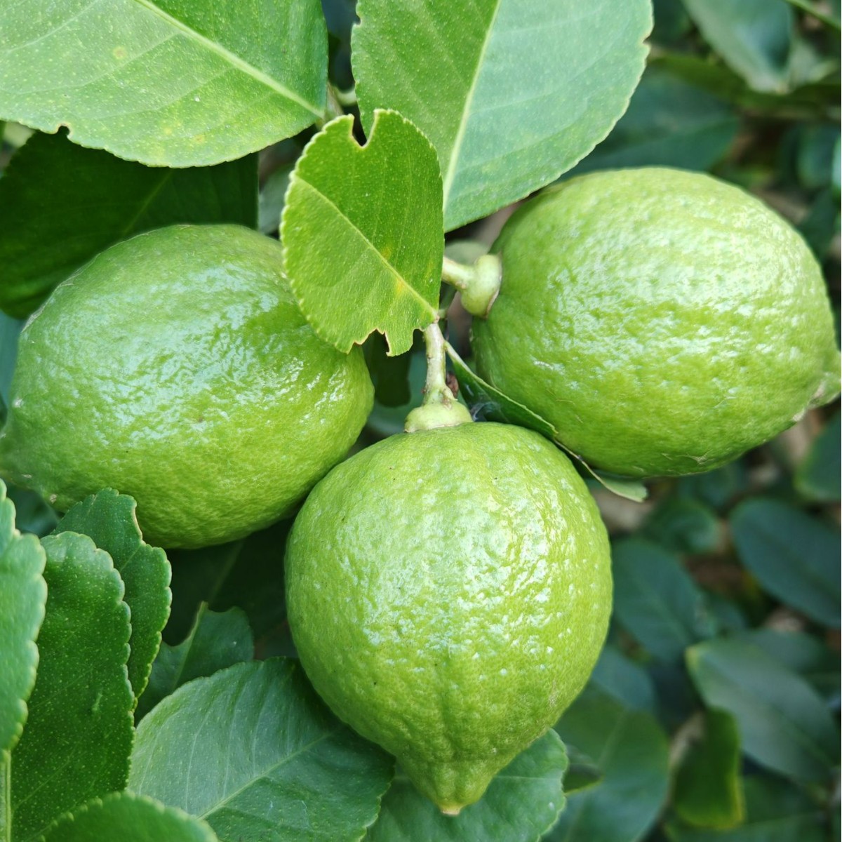 Гуандун, оптовая продажа лимонов, база выращивания Цзянмэнь, молочный чайный магазин, кафе, упаковка для фабрики, доставка Sf Express, лайм