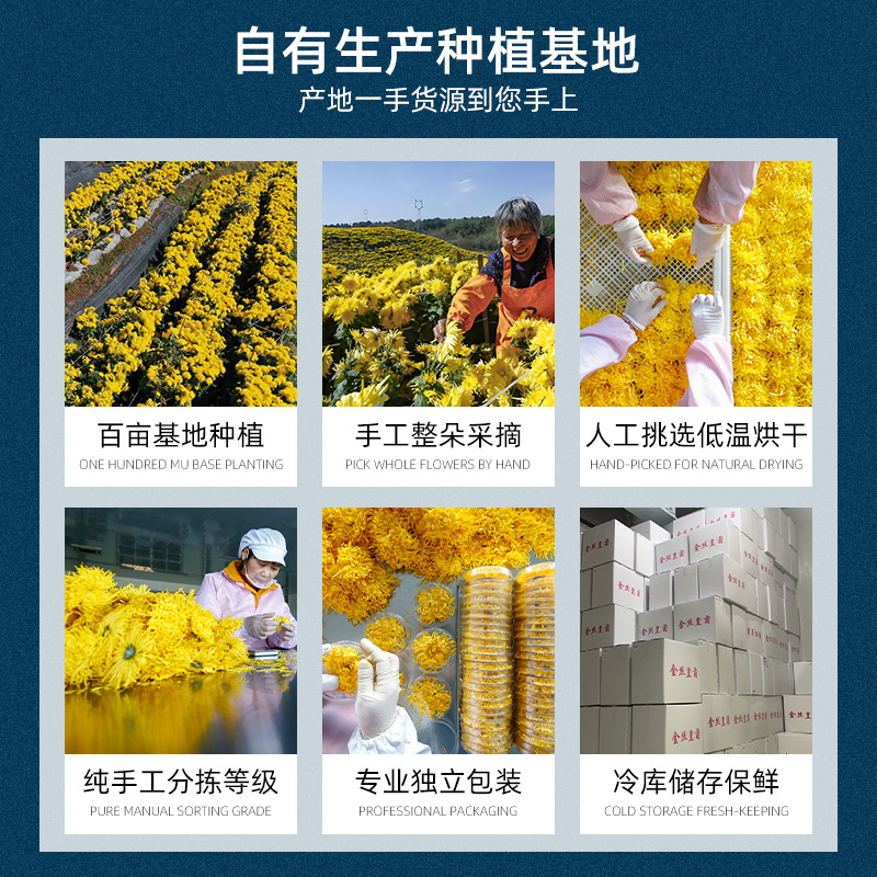 New Flower Chrysanthemum Tea Huangshan Golden Silk Imperial Chrysanthemum Bulk Large Yellow Chrysanthemum One Cup Special Large Chrysanthemum Yellow Chrysanthemum Petals