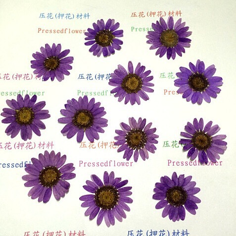 White Crystal Chrysanthemum Sunflower Daisy Large Wholesale Dried Flower Drops of Glue Dried Flower Factory Baffer Mobile Phone Shell Dried Flower