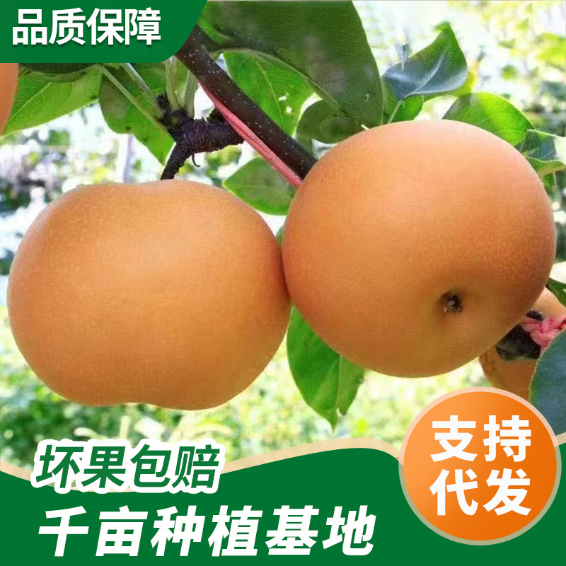 Свежие фрукты из собственного сада груш Цююэ в Яньтае, хрустящие и сладкие, оптовая продажа