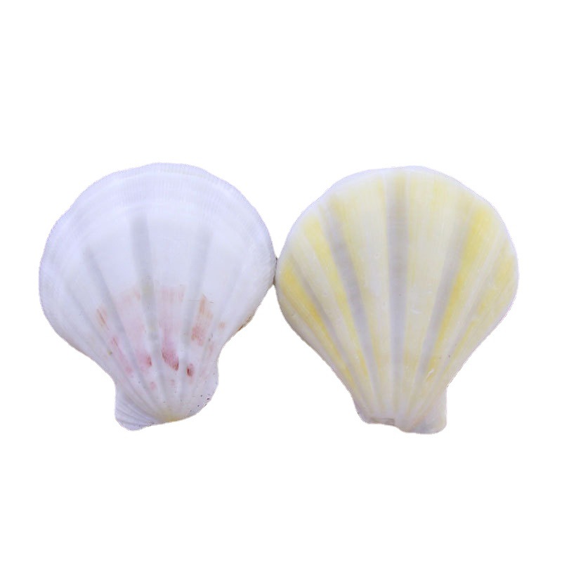 True shell thick scallop piece conch wall sticker DIY micro landscape decoration aquarium floor wind chime accessories color