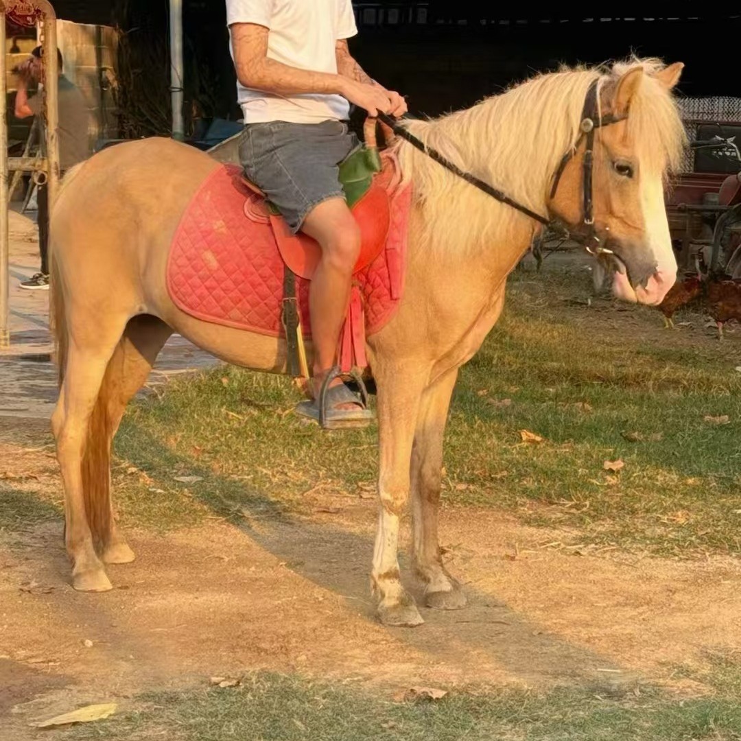 How Much Does It Cost to Ride a Debao Dwarf Horse? Scenic Dwarf Horse for Entertaining Guests. Children's Riding Horse Supply