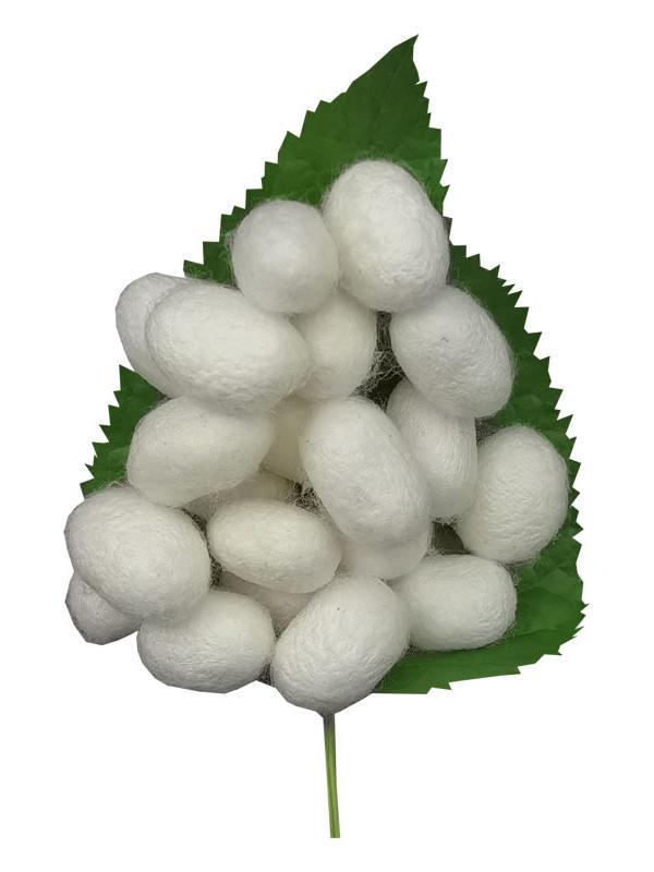 Silkworm farmers self-supporting complete dried silkworm cocoons can be drawn silk homemade hand-made to be displayed double palace cocoons mulberry silkworm silk group fan cocoons