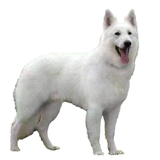 Purebred Swiss Shepherd Puppy Living Dog Pure White German Shepherd Guard Dog Working Dog Military Police Dog Pet Dog