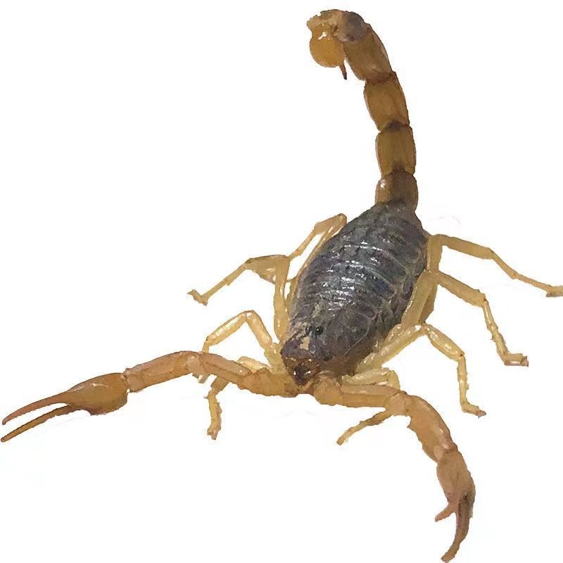 Live Scorpion, Male Scorpion, Scorpion, Live Scorpion, Full Scorpion Species, Scorpion Soaked in Wine, Guangshan County, Xin County,