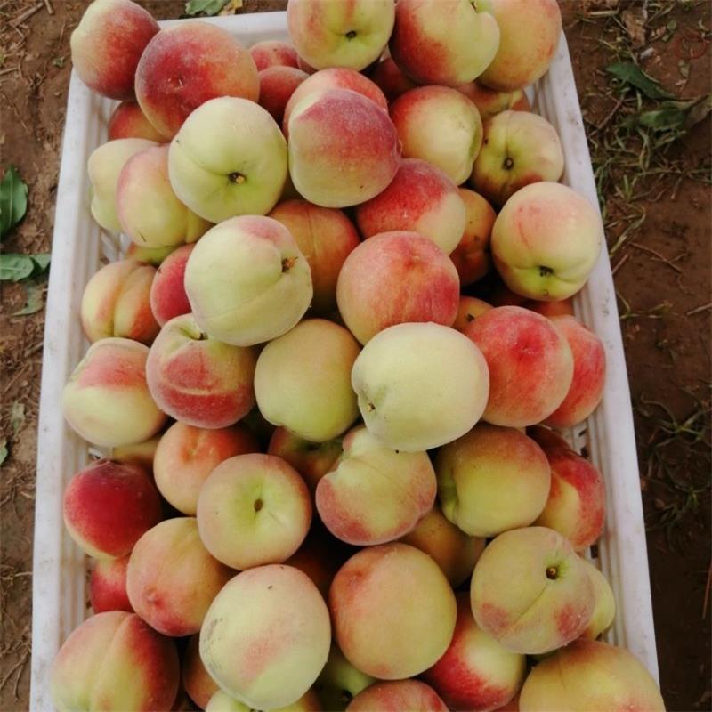 Shandong Mengyin Peach Origin Direct Shipping Peach Whole Piece Free Shipping Seasonal Fruit Peach Dropshipping