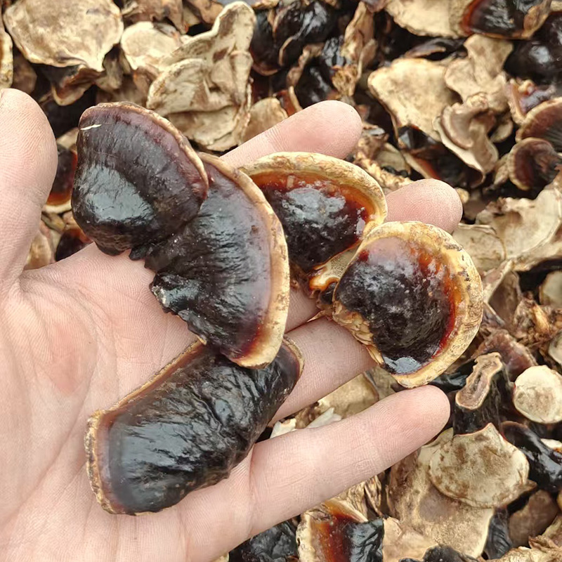 in stock small Phnom Penh Ganoderma lucidum not bitter net red small fragrant lucidum soaked in water soup origin straight hair large favorably fragrance