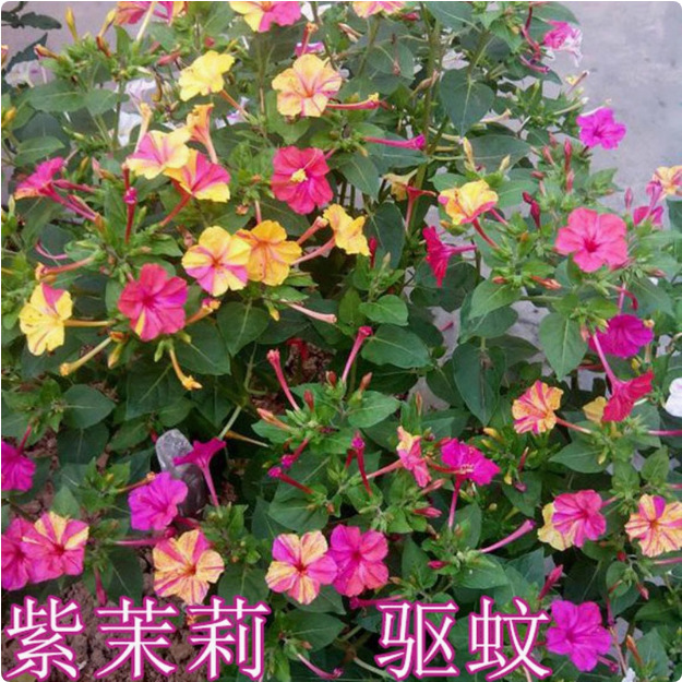 White Jasmine Seeds, Purple Jasmine Seeds, Four-Season Flowering Courtyard Balcony Potted Florals, Colorful Mine Flower Seeds