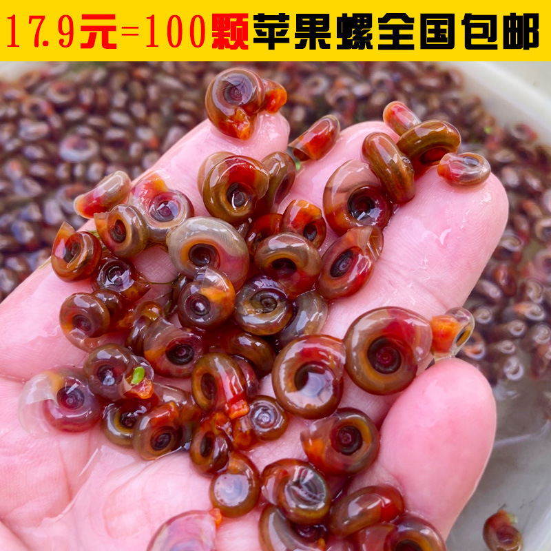 Красная яблочная улитка, инструмент, улитка для удаления водорослей, улитка-питомец, черепаха, живая наживка, аквариумный питомец, бесплатная доставка