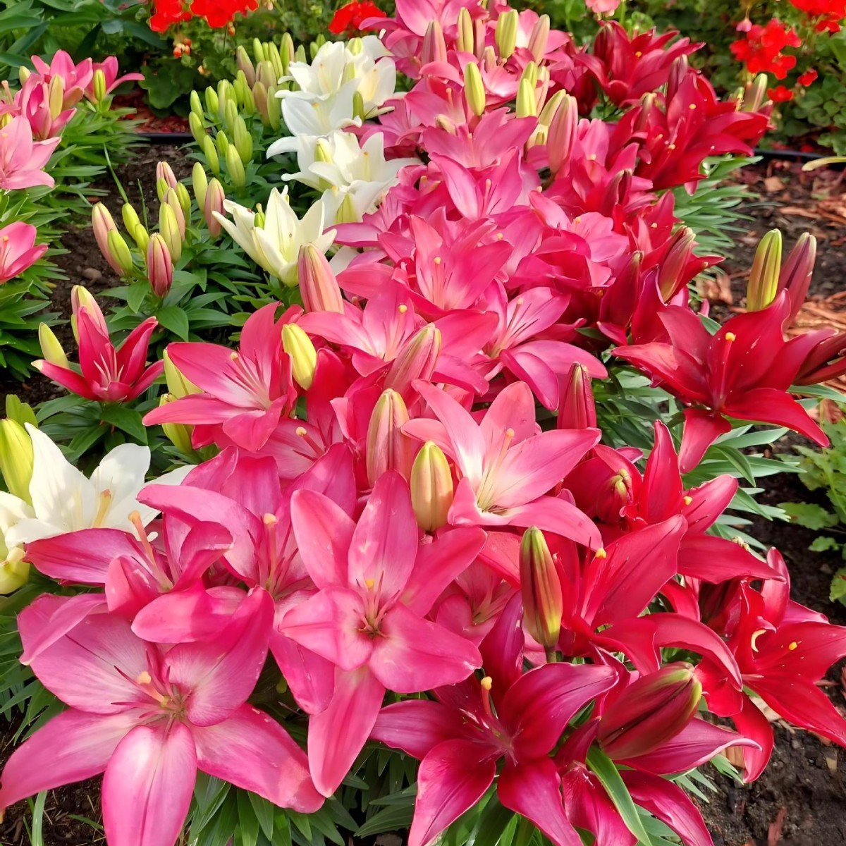 Импортные луковицы ароматной лилии, крупные луковицы, цветут круглый год, легко выращивать