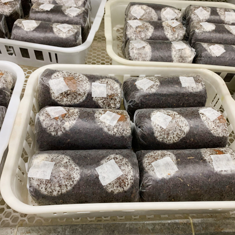 Golden Ear Fungus Strains Produce Mushrooms Evenly. Wholesale Available. Welcome to Inquire and Purchase. Technical Support Provided. High-Yielding Strains